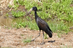 African Openbill Stork - 1 African Openbill Stork - 1