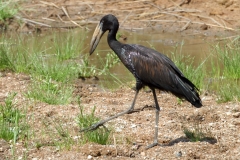 African Openbill - 2 African Openbill - 2