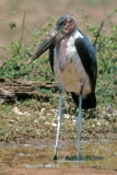 Marabou Stork Marabou Stork