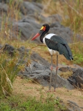 Saddle-billed Stork - 3 Saddle-billed Stork - 3