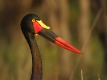 Saddle-billed Stork - 4 Saddle-billed Stork - 4