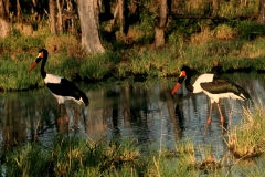 Saddle-billed Storks - 2 Saddle-billed Storks - 2