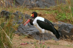Saddle-billed Stork - 1 Saddle-billed Stork - 1