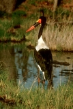 Saddle-billed Stork - 5