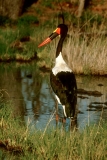 Saddle-billed Stork - 5 Saddle-billed Stork - 5