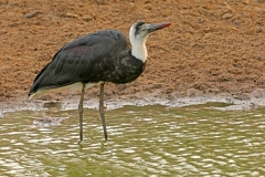 Woolly-necked Stork Woolly-necked Stork