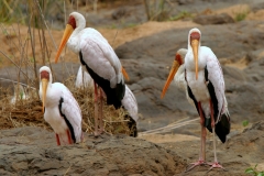 Yellow-billed Stork - 1 Yellow-billed Stork - 1