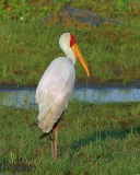 Yellow-billed Stork - 2 Yellow-billed Stork - 2