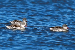 Cape Teal - 1