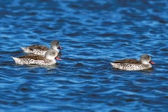 Cape Teal - 1 Cape Teal - 1
