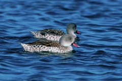 Cape Teal - 2 Cape Teal - 2