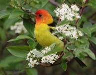 Western Tanager