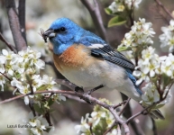 Lazuli Bunting