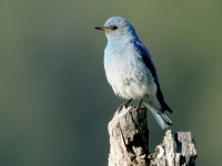 Mountain Bluebird - 1