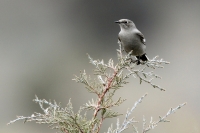 Townsend's Solitaire