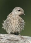 Western Bluebird fledgling - 5