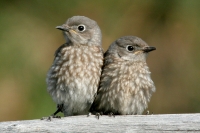 Western Bluebird fledglings - 14