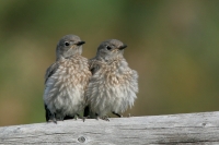 Western Bluebird fledglings - 6