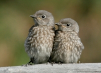 Western Bluebird fledglings - 7