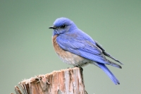 Western Bluebird - 9