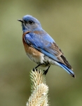 Western Bluebird - 10