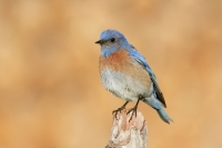 Western Bluebird - 11
