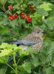 Western Bluebird - 12