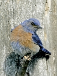 Western Bluebird - 13