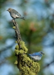 Mountain Bluebirds - 2