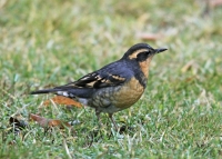 Varied Thrush - 1