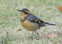 Varied Thrush - 2