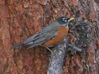American Robin