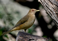 Clay-colored Robin - 1