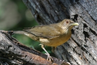 23-Clay-colored-Robin6908-18x12.jpg