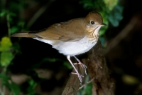 Veery