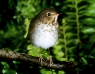 Swainson's Thrush - 1