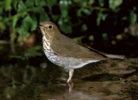 Swainson's Thrush - 2