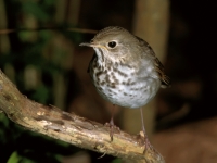 Gray-cheeked Thrush - 1