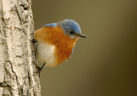 Eastern Bluebird - 1