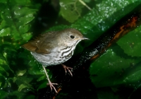 Gray-cheeked Thrush - 2