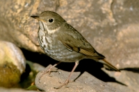 Hermit Thrush