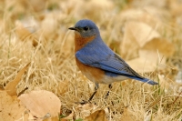 Eastern Bluebird - 2