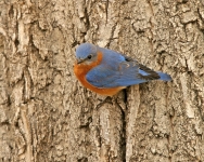 Eastern Bluebird - 3