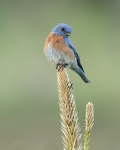 Western Bluebird - 1