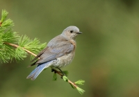 Western Bluebird - 2