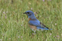 Western Bluebird - 3