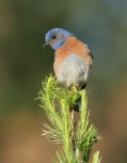 Western Bluebird - 4