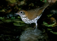 Wood Thrush - 1