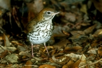 Wood Thrush - 2