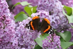 Admiral, Red Butterfly